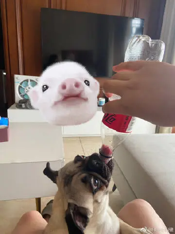 肥宅狗 ​​​