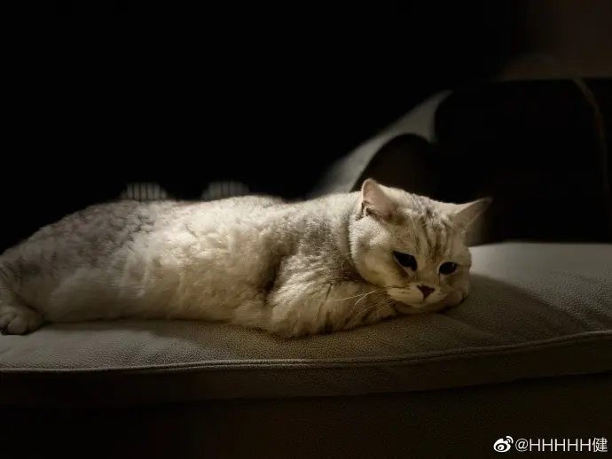 今天是抑郁喵喵喵🐱 ​​​