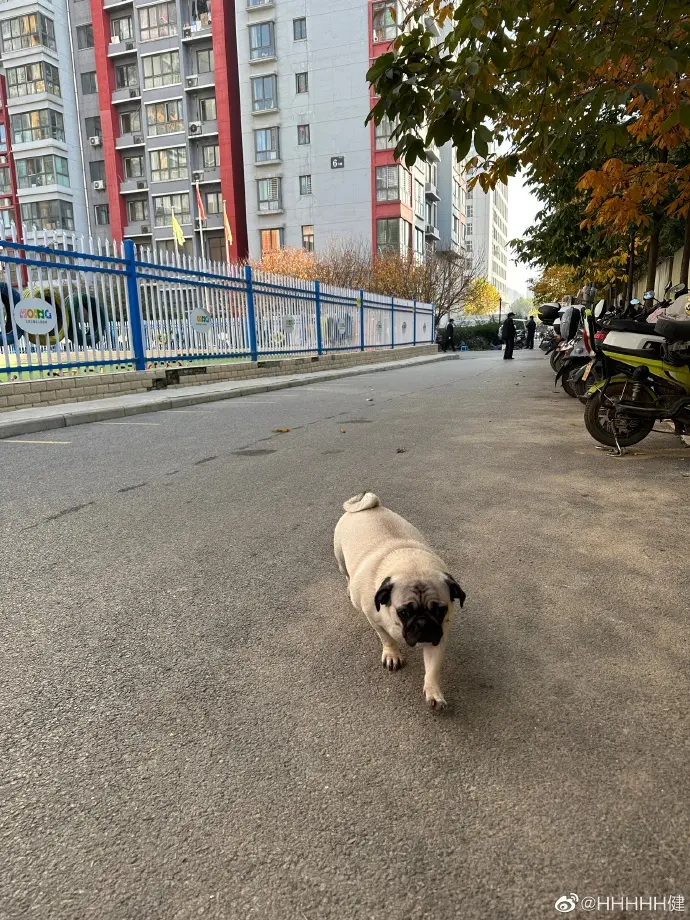 都说过的跟狗一样，其实狗比你幸福的多🐶 ​​​