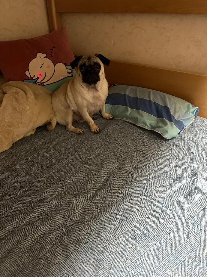 都说过的跟狗一样，其实狗比你幸福的多🐶 ​​​